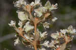 Dogtongue buckwheat